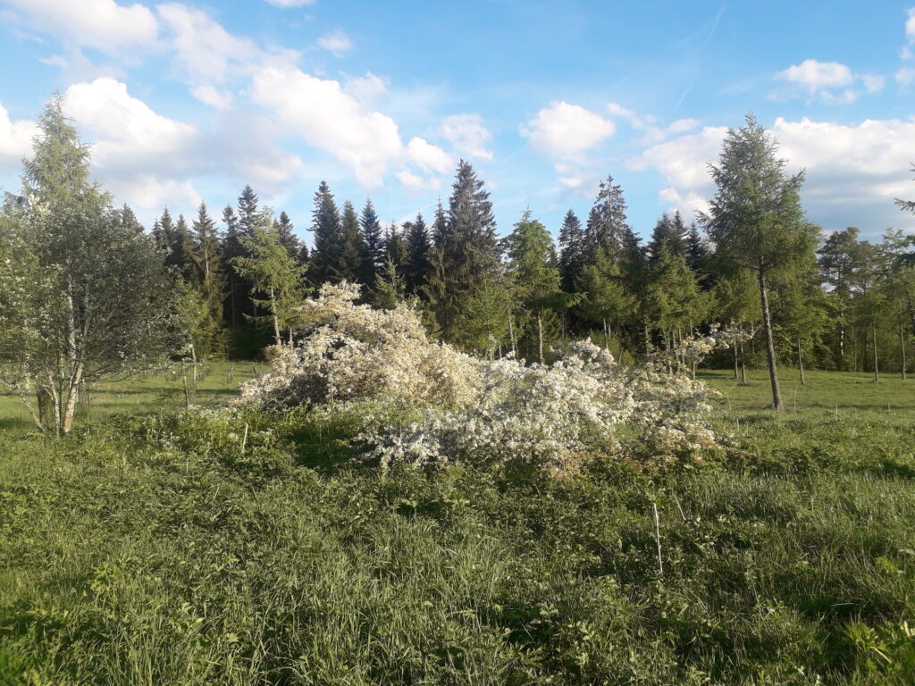 Arboretum du Lavot juin 2019
