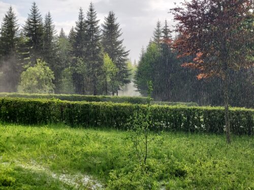 Arboretum du Lavot juin 2021